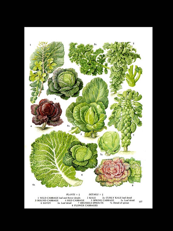 Cabbage