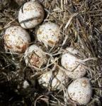 Опасны ли яйца?